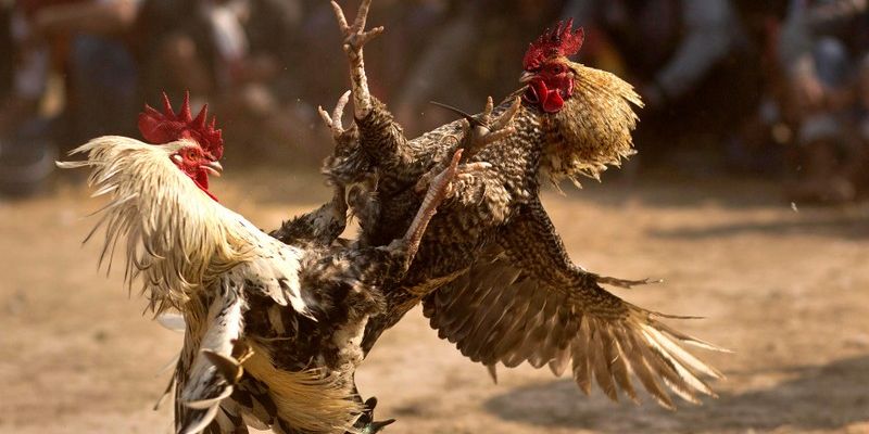 Tìm hiểu loại hình đá gà thomo là gì