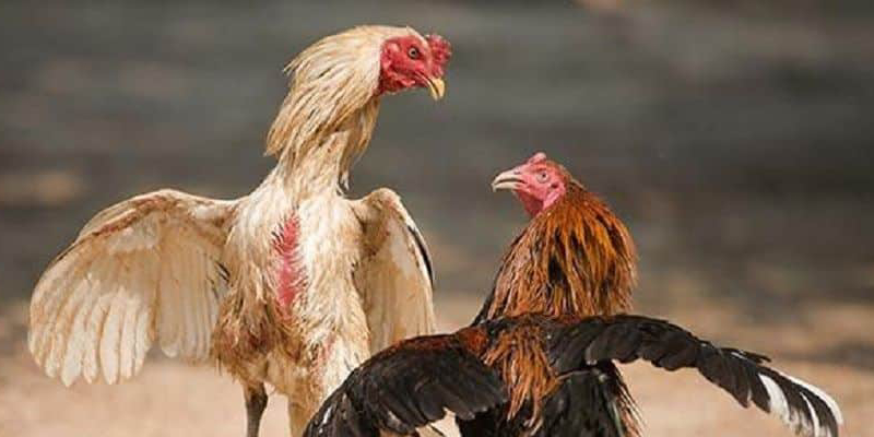 Bí quyết lựa chọn kích thước cựa gà thích hợp