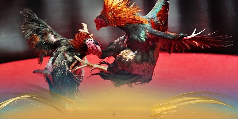 Hướng dẫn cách gắn cựa gà tre