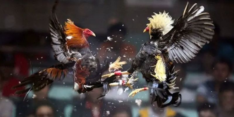 Nắm rõ các cửa đặt cược tại sới đá thomo