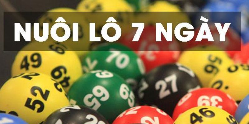 Rủi ro khi nuôi khung 7 ngày mất sạch vốn