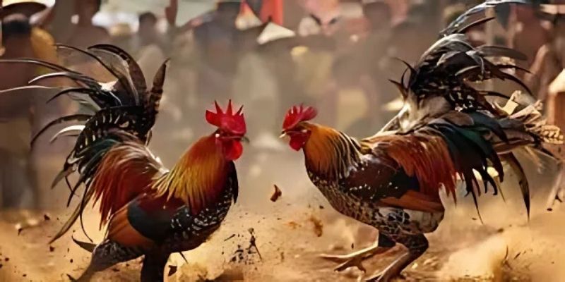 Việc áp dụng cách lên cựa gà chuẩn mang lại hiệu quả đáng kể
